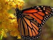 Mariposa monarca