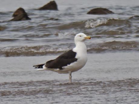 Gavión noruego y charrán