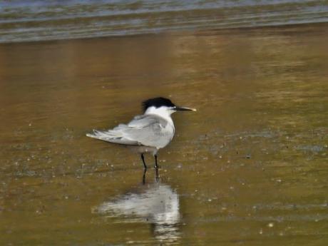 Gavión noruego y charrán