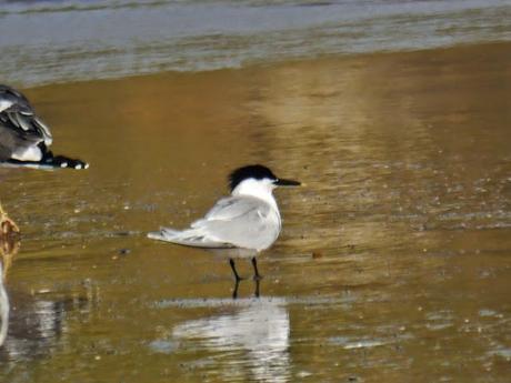 Gavión noruego y charrán