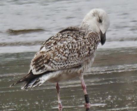 Gavión noruego y charrán