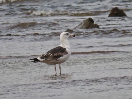 Gavión noruego y charrán