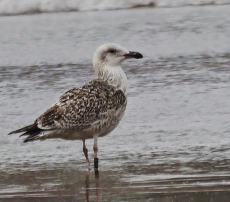 Gavión noruego y charrán
