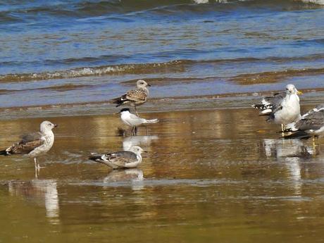 Gavión noruego y charrán