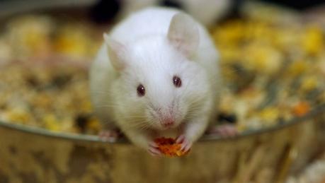 Modifican recuerdos en ratones