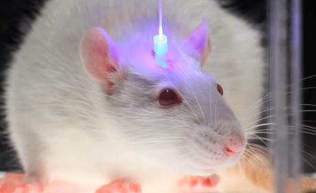 Modifican recuerdos en ratones