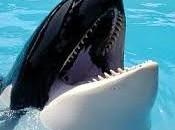 esto soñar orca.