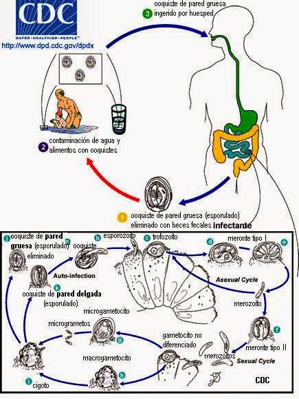 Elige bien a tu comensal... hoy con Cryptosporidium