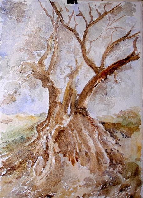 Paso a paso. Acuarela de un olivo