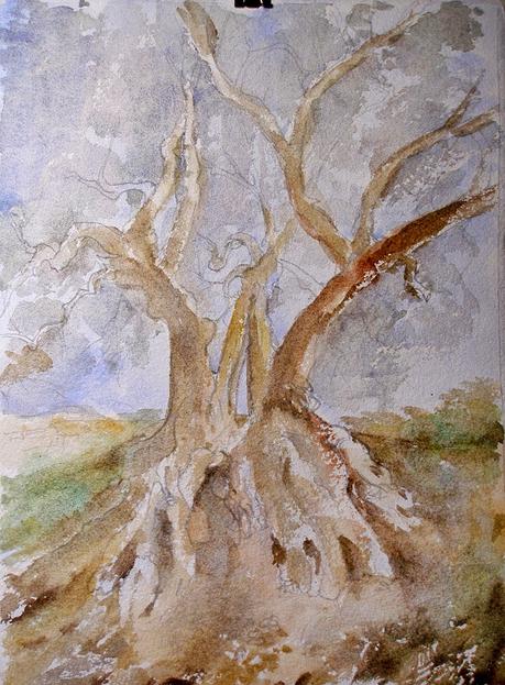 Paso a paso. Acuarela de un olivo