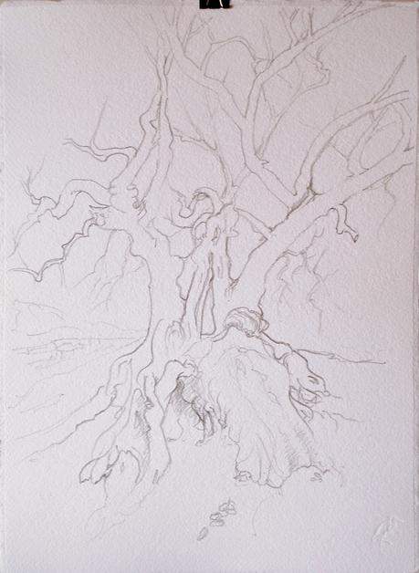 Paso a paso. Acuarela de un olivo