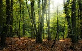 Resultado de imagen de belleza bosque