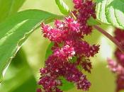 Harina Amaranto Usos