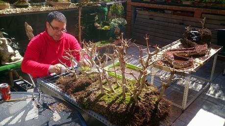 Diorama con Acers Campestres  : 9 montando el bosque