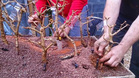 Diorama con Acers Campestres  : 9 montando el bosque