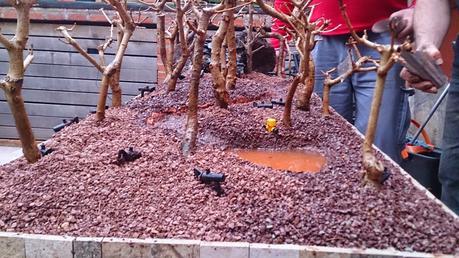 Diorama con Acers Campestres  : 9 montando el bosque