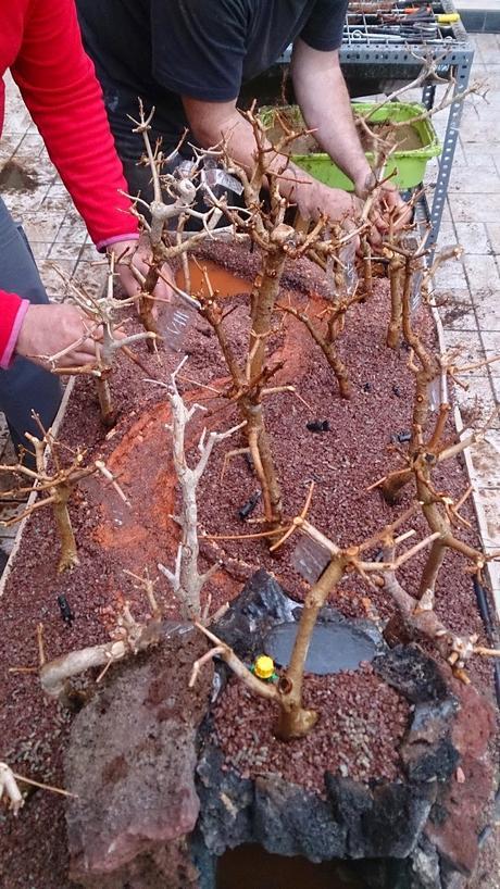 Diorama con Acers Campestres  : 9 montando el bosque