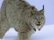 Algunas curiosidades soñar linces.