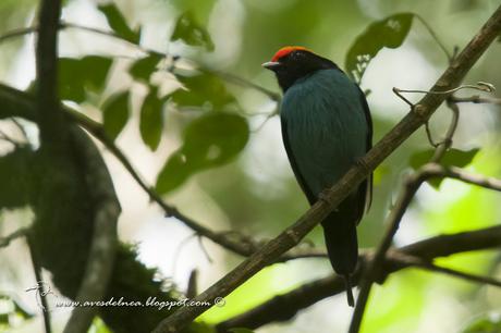 Bailarín azul (Swallow-tailed Manakin) Chiroxiphia caudata