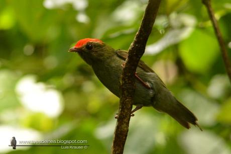 Bailarín azul (Swallow-tailed Manakin) Chiroxiphia caudata
