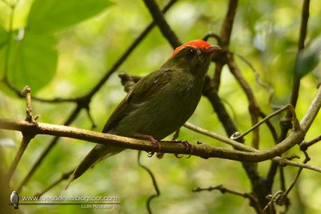 Bailarín azul (Swallow-tailed Manakin) Chiroxiphia caudata