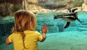 Niña mirando animales en el zoo