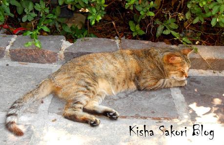 TRAVELS:  Take me Back to MALTA