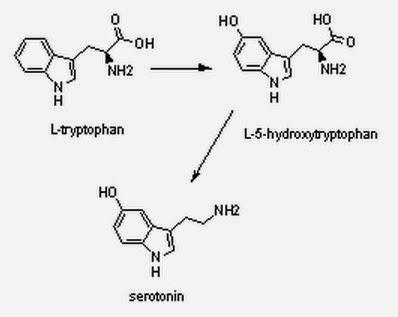 serotonin tryptophan l-5-hydroxytryptophan pathway biosynthesis