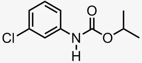 clorprofam isopropilo N-clorofenilcarbamato