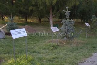 PINOS PLANTADOS EN EL MEMORIAL DEL GENOCIDIO ARMENIO, YEREVÁN