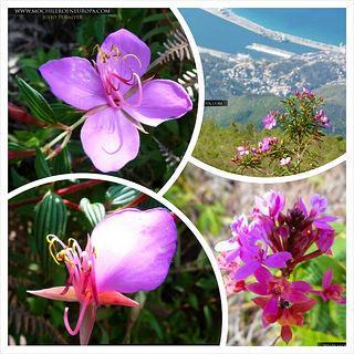 Picacho de Galipán, Ruta de un Pirata
