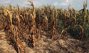 Sequías locales peores que las de los últimos mil años por culpa de los gases con efecto invernadero