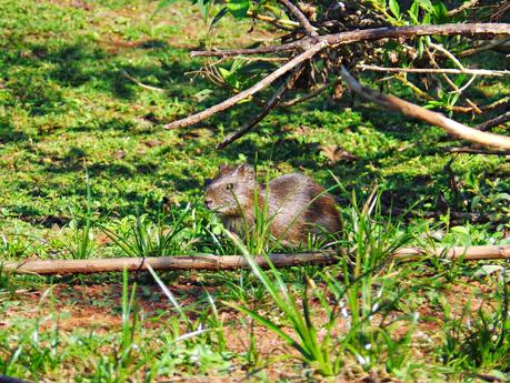 Iguazú y su biodiversidad