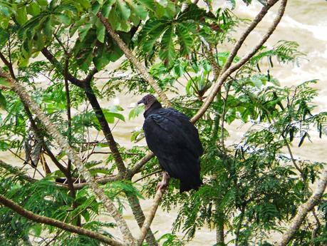 Iguazú y su biodiversidad