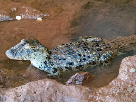 Iguazú y su biodiversidad