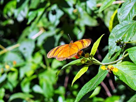 Iguazú y su biodiversidad