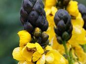 Oruga Flor Gofio
