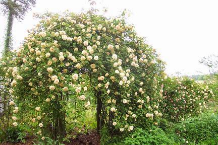 El jardín sostenible (II): proyecto Earth Kind Roses, las rosas que 'no se cuidan y, aún así, florecen'.