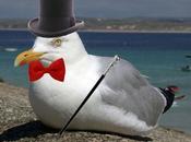 Cómo “líder gaviota”