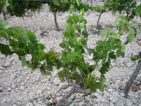 Vinos para el Día del Padre.