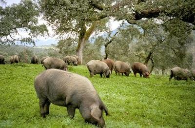 LOS BENEFICIOS DEL CERDO IBÉRICO PARA NUESTRA SALUD