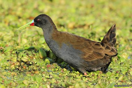 Juvenil de gallineta overa