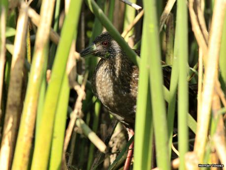 Juvenil de gallineta overa