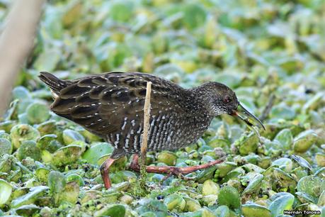 Juvenil de gallineta overa