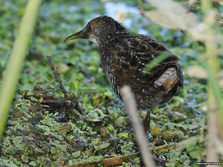 Juvenil de gallineta overa