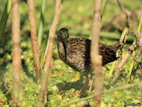Juvenil de gallineta overa