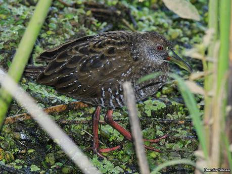 Juvenil de gallineta overa