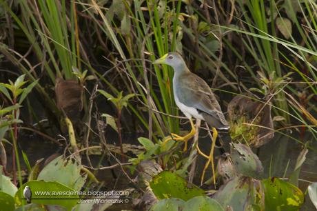 Pollona celeste (Azure Gallinule) Porphyrio flavirostris