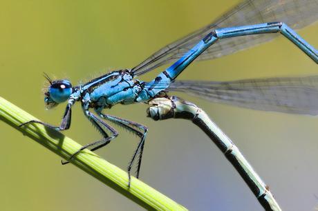 Para ampliar Coenagrion puella (Linnaeus, 1758) hacer clic