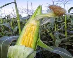Mazorca de millo o maíz transgénico